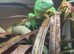 Green keeled bellied lizard pair 2023