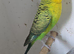 Black wing budgies