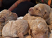 Fb1cockapoo puppy’s for sale