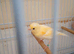 One baby red mosaic canary