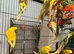 Young Indoor-Raised Budgies — perfect pets Cheshire