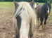 APACHE is the most affectionate gelding to bring to work