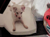 Pure white jack russel female
