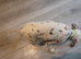 Six beautiful dalmatian puppies