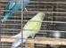 Blue and purple breeding pair