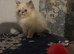 Female persian