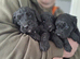 Spoodle puppies