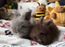 pedigree english angora