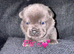 4 Gorgeous F1 French Bulldog X Chow Chows