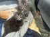 Full Maine Coon Kittens