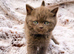 READY NOW CHOCOLATE BRITISH SHORTHAIR KITTENS