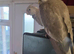 5 hand reared tame Whitefaced cockatiels with dna