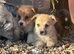 KC Corgi Pups ** Last girl remaining**
