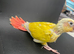Cockatiel and conure chicks are ready to head to their new homes.