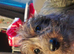Miniature dahshund x toy poodle