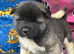 American Akita Puppies