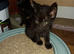 Maine coon cross