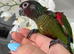 Rare hand reared Emma’s conure!