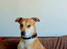 Dog to Rehome