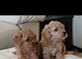 4 beautiful poochon  pups