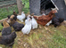 Pekin bantams
