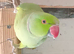 Pair ringnecks