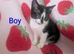 British Blue x kittens, wormed/flead/litter trained £80