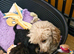 Gorgeous toy poodle puppys. Health tested parents