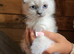 7 ragdoll kittens