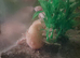 Axolotl one gold one pink