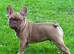Male French bulldog