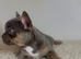 Last puppy available - KC Frenchies