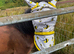 Bay Yearling
