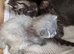 Gorgeous Kittens