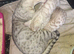 Bengal kittens ready now