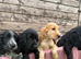 Cocker Spaniel puppies