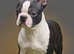 Boston Terrier Studs