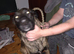 Mixed breed male