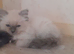 Ragdoll kittens