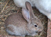 Flemish giant rabbits