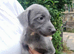 Bedlington whippet puppies
