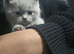 **LAST 2 REMAINING**Beautiful blue british short-hair kittens 2 left