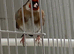 Goldfinch Male