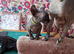 Stunning Sphynks kittens, Ready Now