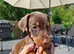 Beautiful family dobermanns *4 pups 1 girl 3 boys*