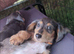 Long hair miniature dachshunds