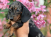 Miniature dachshund puppies