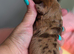 Boy miniature Dachshunds