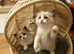 Bicolour ragdoll kittens