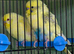Budgies for new perch